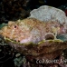 scorpionfish_papuan_ccr_mb_h_0224_png6275.jpg